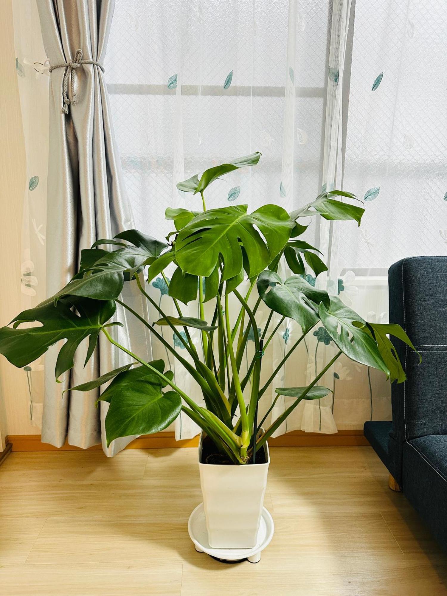 Holiday home Ueno Yuyuhouse 1ldk For Rent, Close To Senso-ji Temple,kaminarimon Gate,kappabashi Dougu Street,akihabara,shinjuku And Disneyland Tokyo